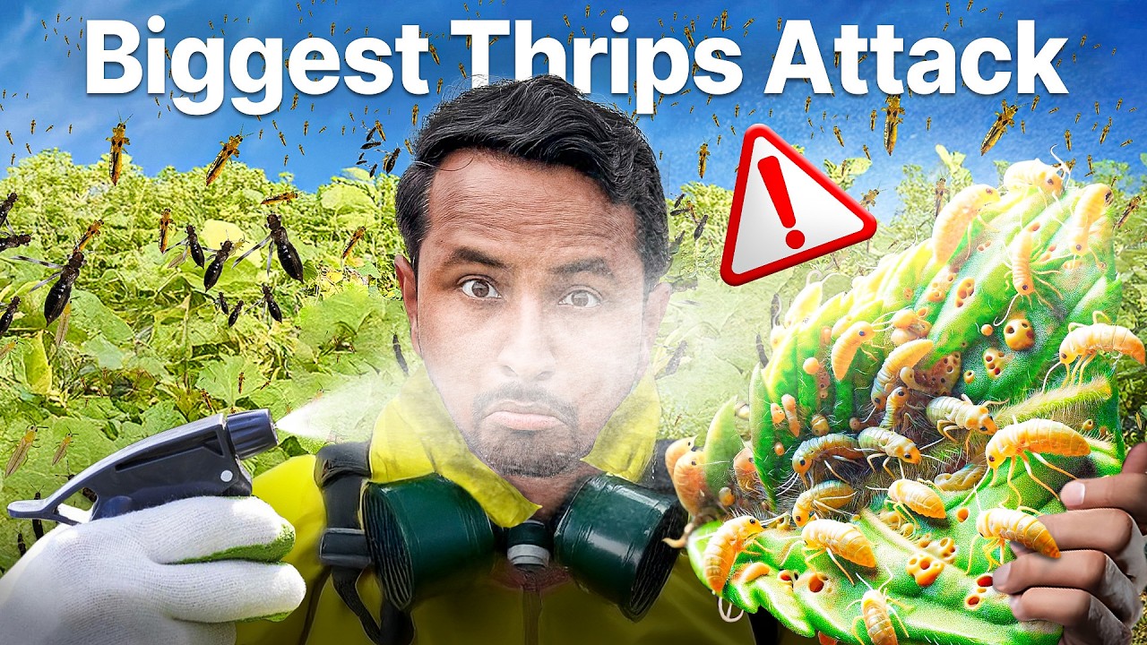 उल्टे पत्ते सीधे करो 💯😷Thrips Attack & Control | Crop Disease & Pest Series: S1E1 | Indian Farmer