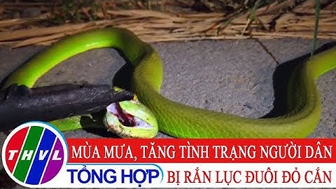 Mùa mưa, tăng tình trạng người dân bị rắn lục đuôi đỏ cắn
