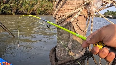 Đi tét cần toro fire 1m2 ở sông nước mặn, dính con cá giống cá tra.