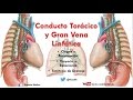 Anatomía - Conducto Torácico, Gran Vena Linfática y Cisterna del Quilo