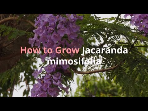 Jacaranda mimosifolia Growing Guide (Blue jacaranda) by Gardener's HQ