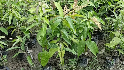 Bari 11 Mango Sell Start