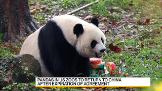 All the Pandas in American Zoos Set to Return to China