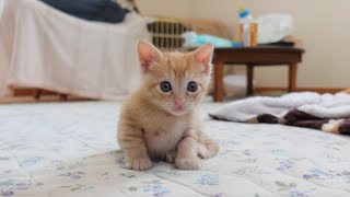 【生後34～36日】 子猫たちを病院で診てもらったら驚きの事実が判明しました ＆ アルくんの手作り朝ごはん