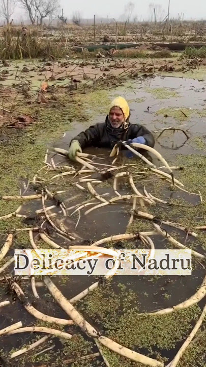 Harvesting of Nadru/Lotus Stem❤️ #kashmir #dal #harvesting #lotusstem #trending #kashmirdairies #yt