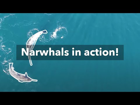 Video: Cum se mișcă narvalii?