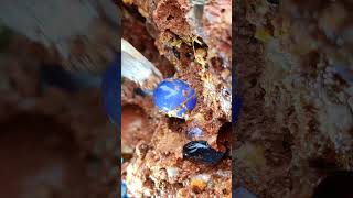 Full video on homepage#gems  #agate#crystal#gold#Gems#diamonds#gold mines#emeralds #pearl