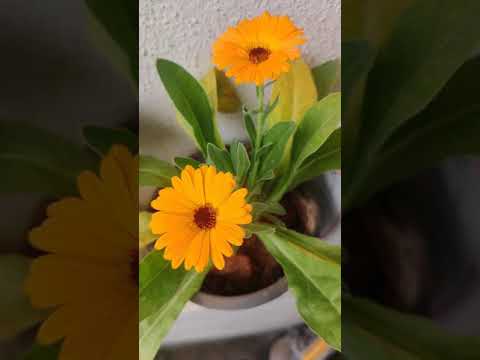 Video: Clarkia Grakšti (43 Nuotraukos): Auga „Spalvų Mišinys“clarkia Medetka. Kaip Sodinti Gėlių Sėklas Gėlių Lovoje? Globos Namai