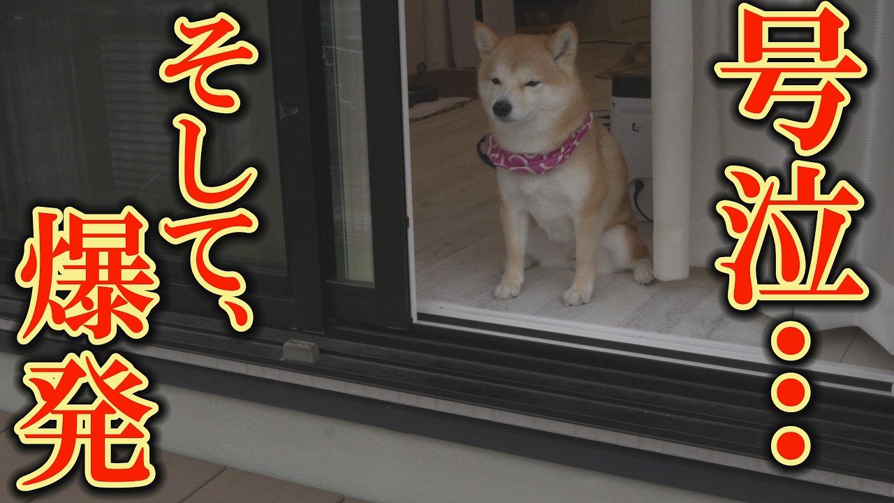 孤独に耐える柴犬・・・兄弟犬が帰って来ると大泣きし、飛びついて喜びました。