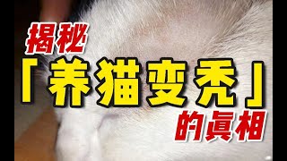 猫癣真的会传染给人吗皮肤科医生现身说法