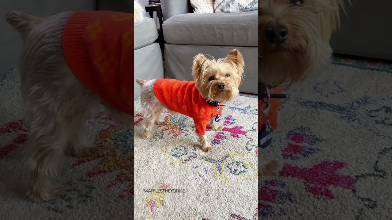  Yorkie Will Do Anything For A Treat Dogtricks
