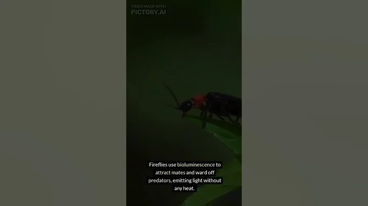 Astonishing Facts About fireflies You Won't Believe!"#science   #support #fireflies #light
