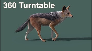 Black backed jackal 360 turntable | 3D animation | Maya Arnold | CG Creature artist #stynsour