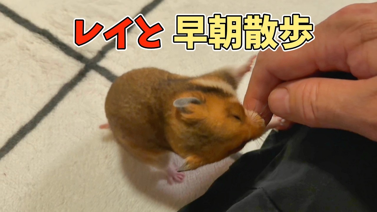 【ハムスター部屋んぽ】多頭飼いだと時間配分が難しい