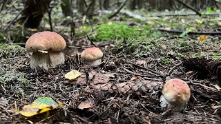 картинка: ВОТ ЧТО ЗНАЧИТ БЫТЬ ПЕРВЫМ В ЛЕСУ ! БЕЛЫЕ ГРИБЫ ЕЛОВЫЕ КРУГОМ СТОЯТ ! Грибы 2025 !