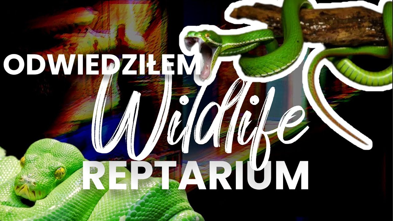 Odwiedziłem NAJLEPSZE Reptarium w Polsce!