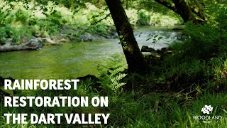 Rainforest Restoration on the Dart Valley