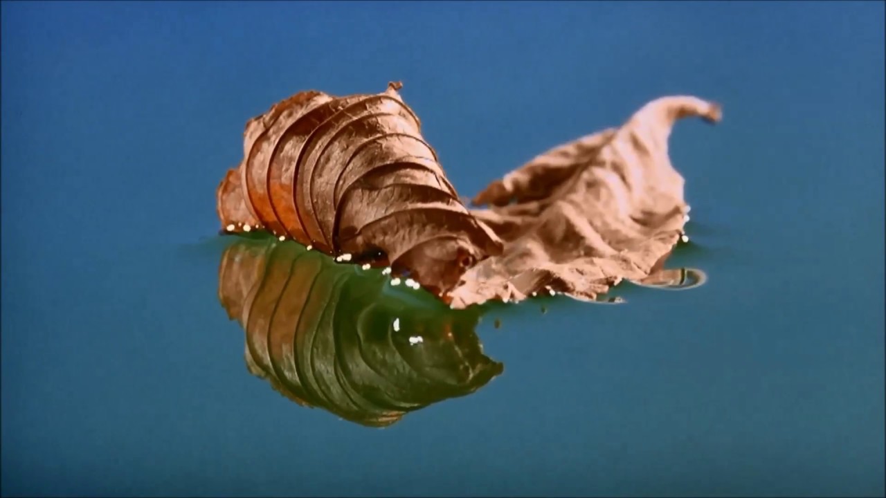 Mini-beasts, macro-beauty