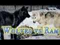The reaction of wolves to the carcass of a ram!/Волки и баран! #wolf #dog #ram