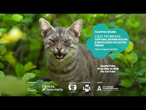 Vídeo: Operação Catnip Ajuda Feral Cats Em todo o território nacional