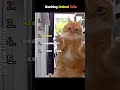 DONT CLICK THE SOUND !! #amnewbutnottheleast #cat #fail #funny #helpmemakethismakesense #memes