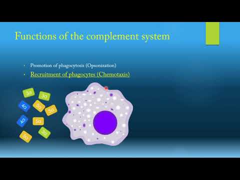 Complement system - YouTube
