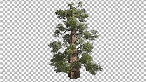 Western Juniper Thick Trunk Cone Shaped | Motion Graphics - Envato elements