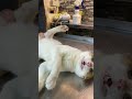 قول أااااااه الجزء ٢ إخصاء القطط Castration Of Cats قول أااااااه الجزء ٢ إخصاء القطط Castration Of Cats