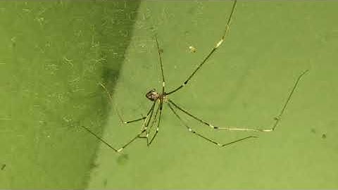 Spider web with Intro - Domestic Discovery