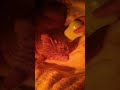 바로 잠드는 고양이 골골송 🐱 5분 힐링 | Cat Purring Sleep Sound