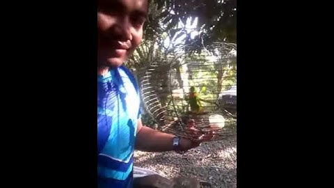 Serindit sabahan