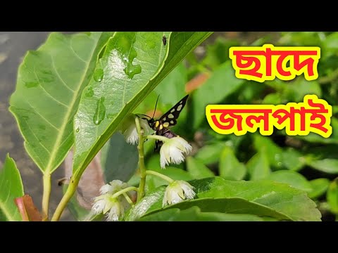 ভিডিও: একটি জলপাই গাছ কিভাবে বৃদ্ধি করা যায়