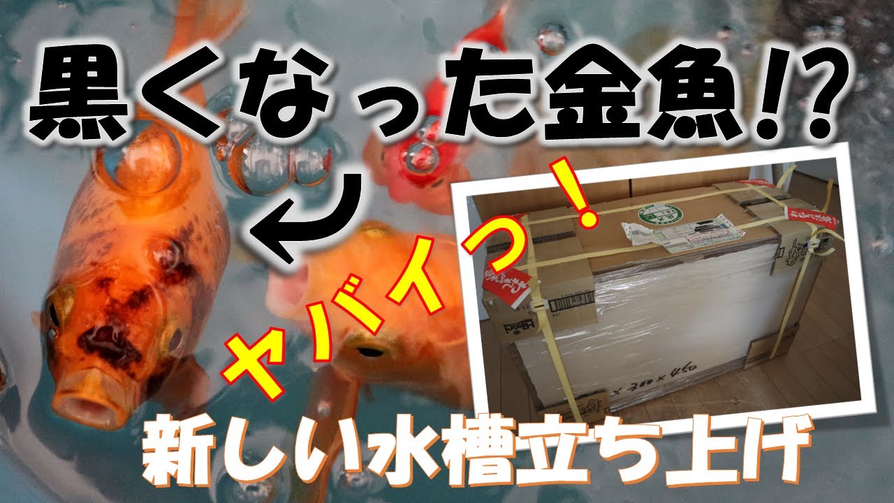 新水槽導入 エ ッ 金魚が黒くなった Youtube