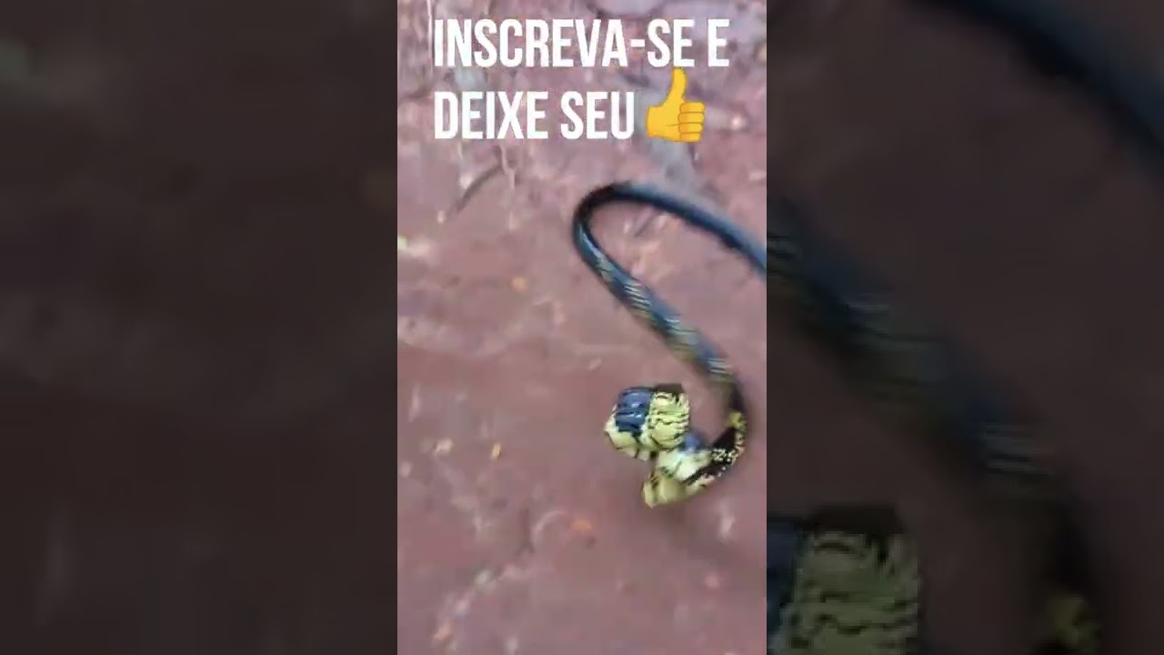 Vídeo mostra cobra caninana perseguindo para atacar – Metro World