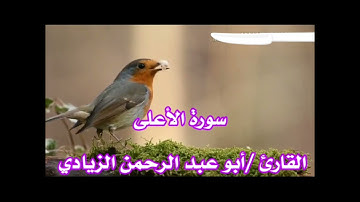 سورة الأعلى بصوت القارئ /أبي عبد الرحمن محمد الزيادي