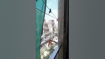 Pigeon net for balcony | Delhi NCR| Call 7840821383 #pigeonnet #birdnetting