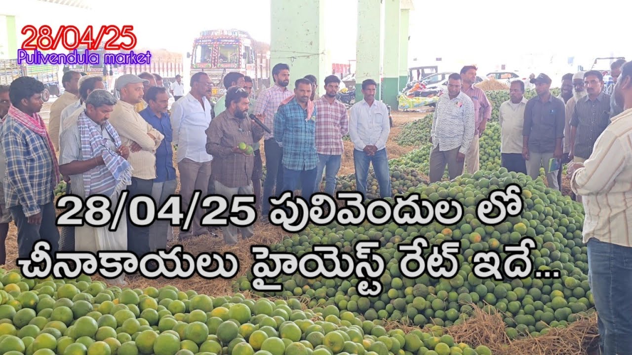 28/04/25 పులివెందుల చీనీ మార్కెట్ లో చీనికాయలు ధరలు ఇలా ఉన్నాయి..  #trendingpost #forming