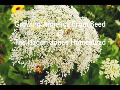 Growing Angelica From Seed @ The Hagon Jones Homestead