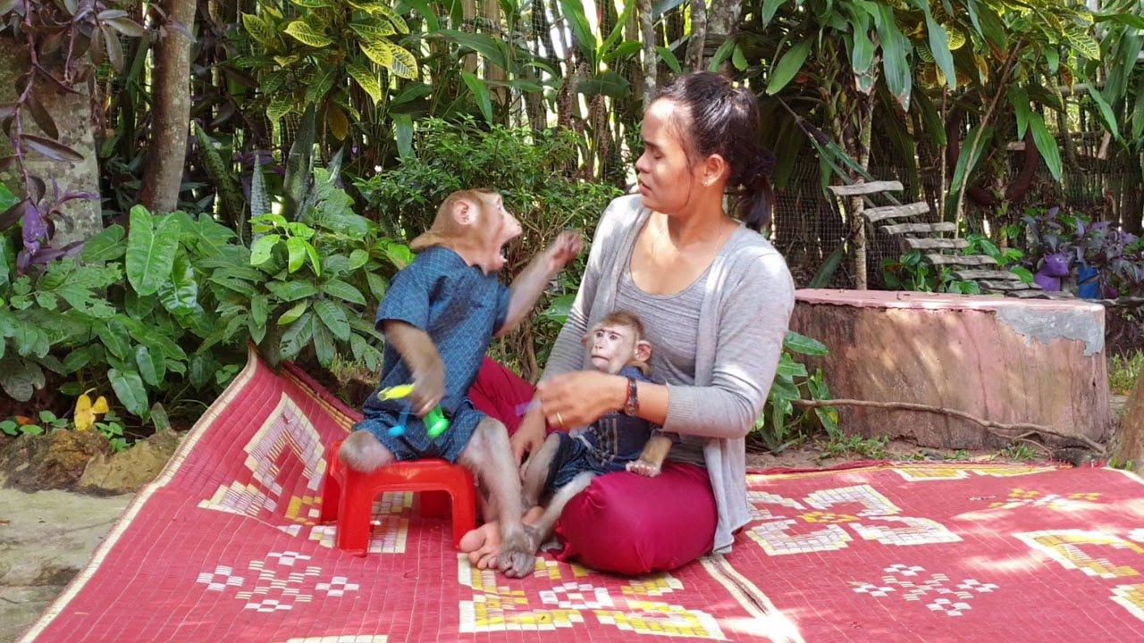 MG what monkey Koko angry to mommy? Koko fun activity /Koko&Yoko official