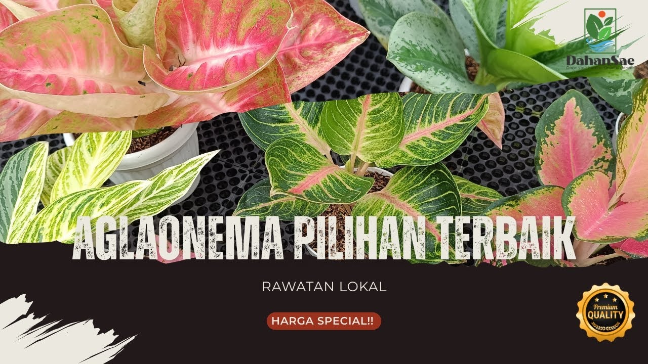 Aglaonema Pilihan Hari ini, Kualitas Terbaik, Siap Pajang‼️