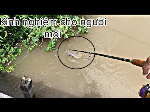 Chia sẻ kinh nghiệm câu cá tra sông cho người mới tập chơi, câu cá tự nhiên | Kha Fishing