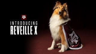 Introducing Reveille X