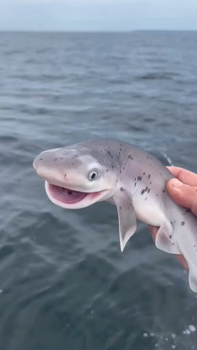 This shark is always smiling 🩷