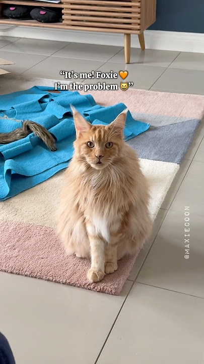 🔊How talkative Maine Coon cats are 🙀 Orange Boy Edition 🧡 #meowing #mainecoon