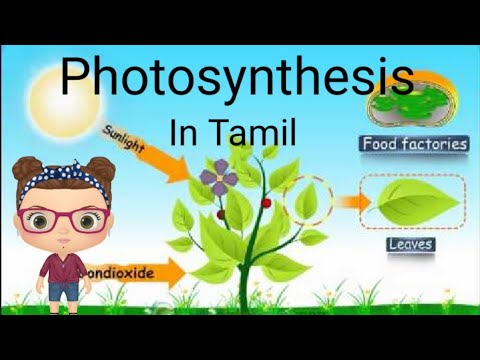 what is the tamil meaning for photosynthesis