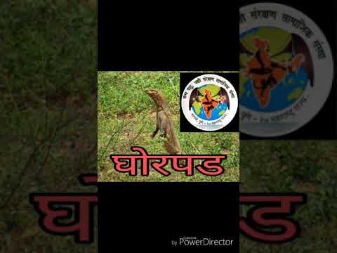 camera iphone 8 plus apk घरात रेस्कीव केली घोरपड