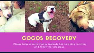 Coco the Miracle Dog - hit by a TRAIN & Survived! BBC Radio interview