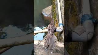 Wah ekor nya udah panjang nih = BURUNG CUCAK KORENG 🐦 #shorts #fedshorts #vlog #xbox