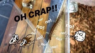I KEEP dangerous CENTIPEDES but I’m SCARED of them ~ EMERGENCY situation !!!