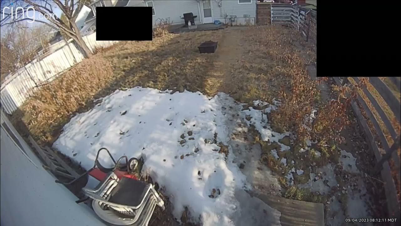 Little birds detected by Ring security camera! YouTube